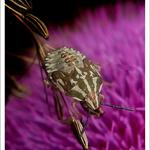 Личинка щитника Carpocoris pudicus