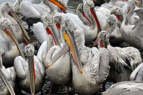 На Южном Урале нашли черноголовых хохотунов и кудрявых пеликанов